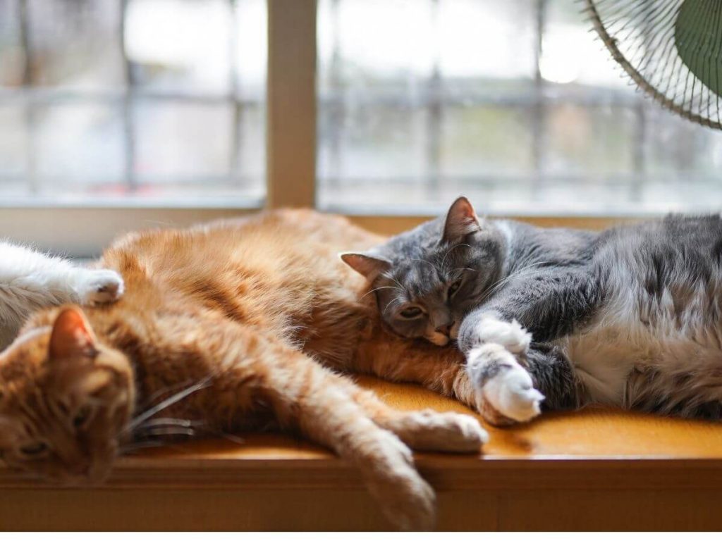 kaksi kissaa makaa tuulettimen alla