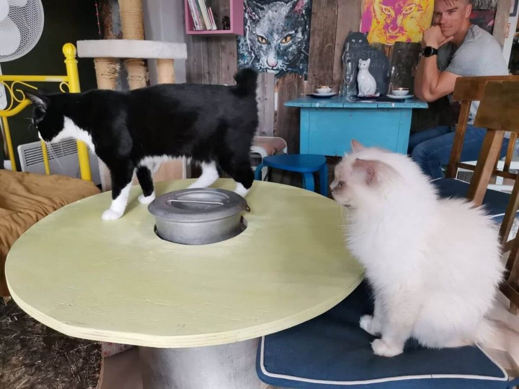 Kaksi kissaa kissakahvila Tiramisussa