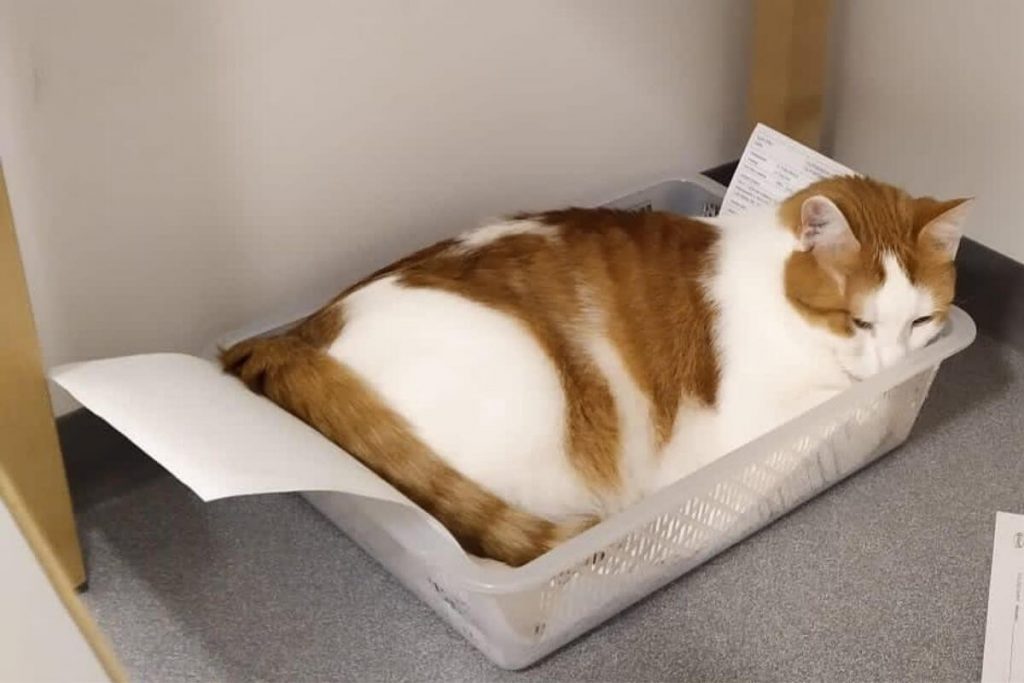 Ratapuiston Oskari nukkuu paperinkeräyslaatikossa