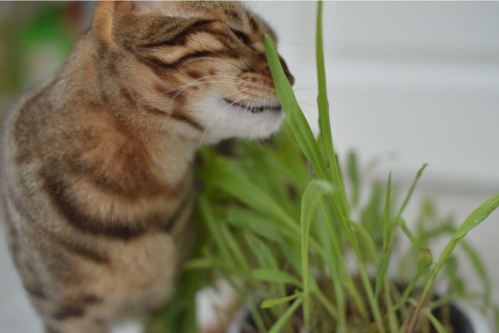 kissa syö ruohoa